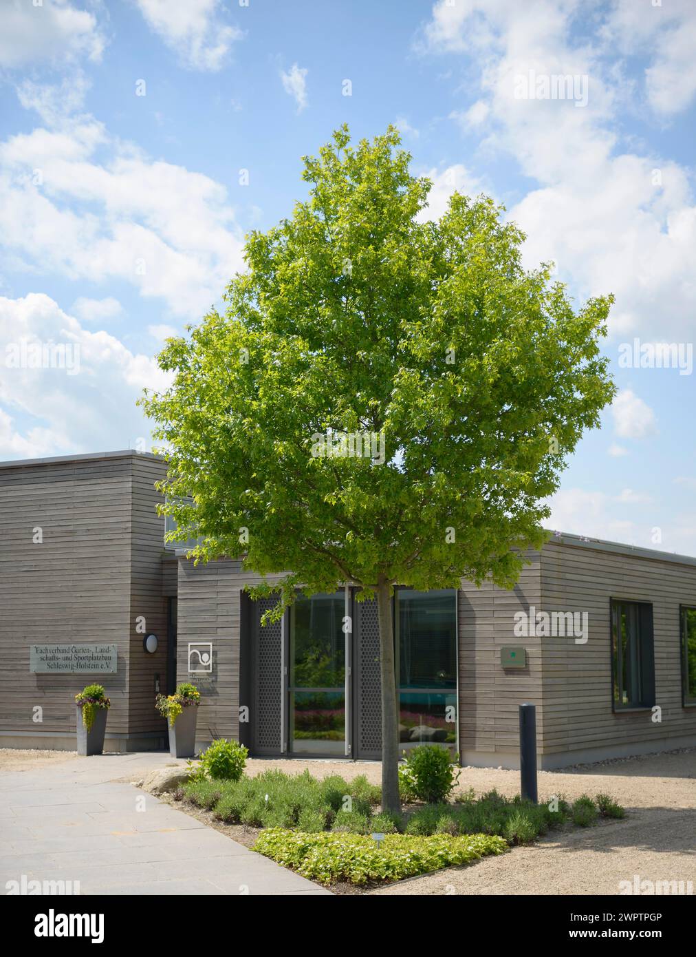 Scarlet oak (Quercus coccinea), Competence Centre for Horticulture, Ellerhoop-Thiensen, Schleswig-Holstein, Germany Stock Photo