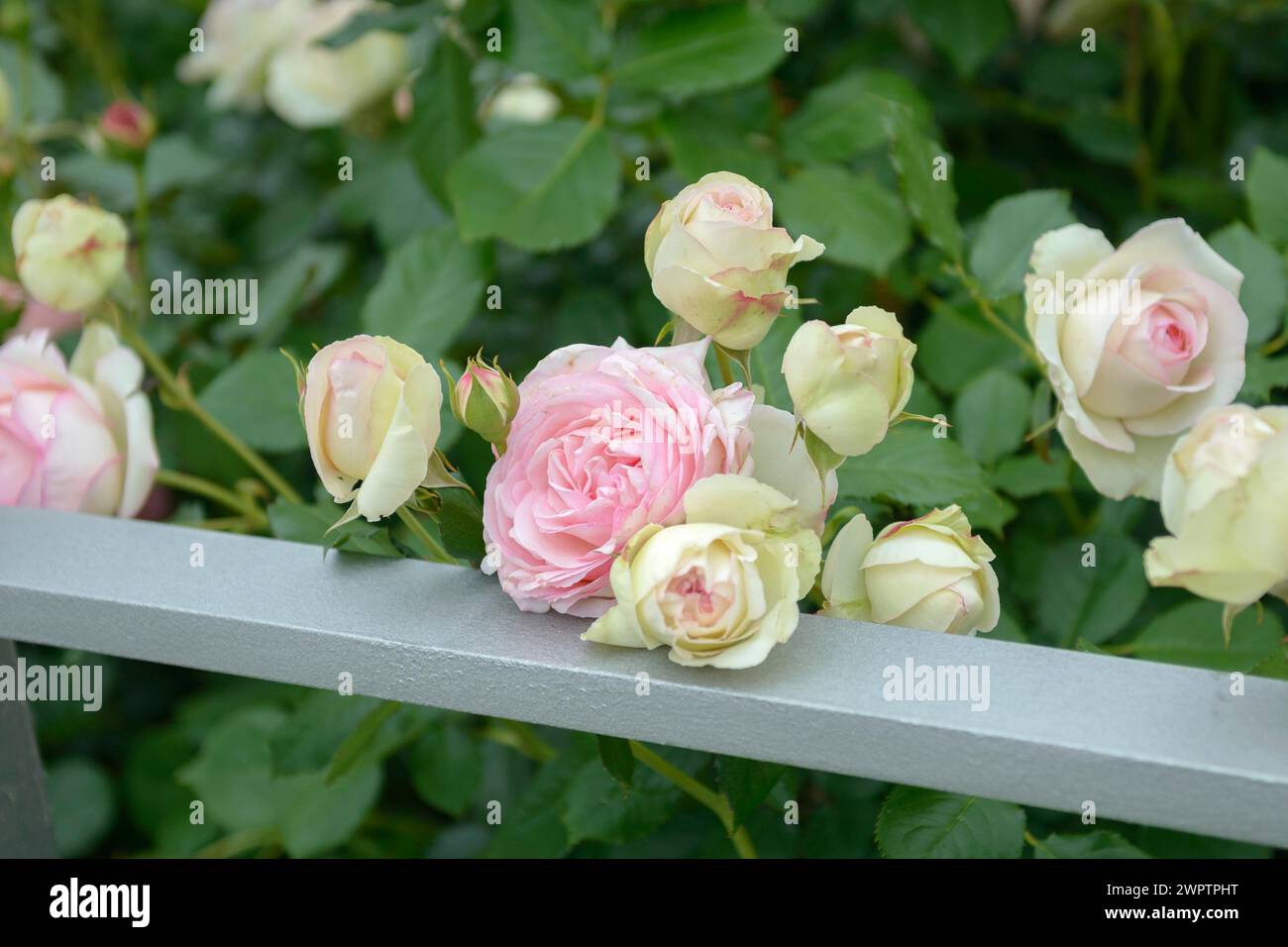 Shrub rose (Rosa EDEN ROSE '88), IGS Hamburg 2013, Hamburg, Hamburg, Germany Stock Photo