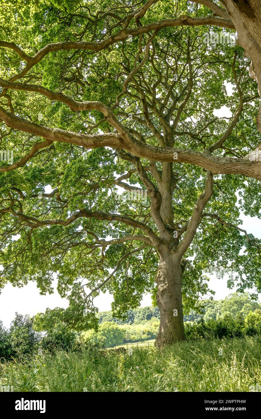 Spanish oak (Quercus x hispanica 'Lucombeana'), Killerton, Exeter, England, Great Britain Stock Photo