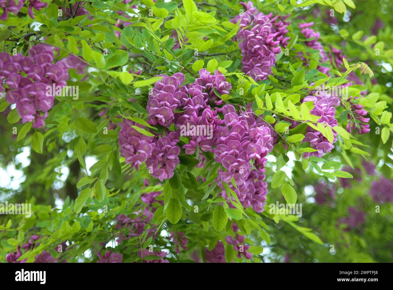Robinia (Robinia margaretta 'Casque Rouge') Stock Photo