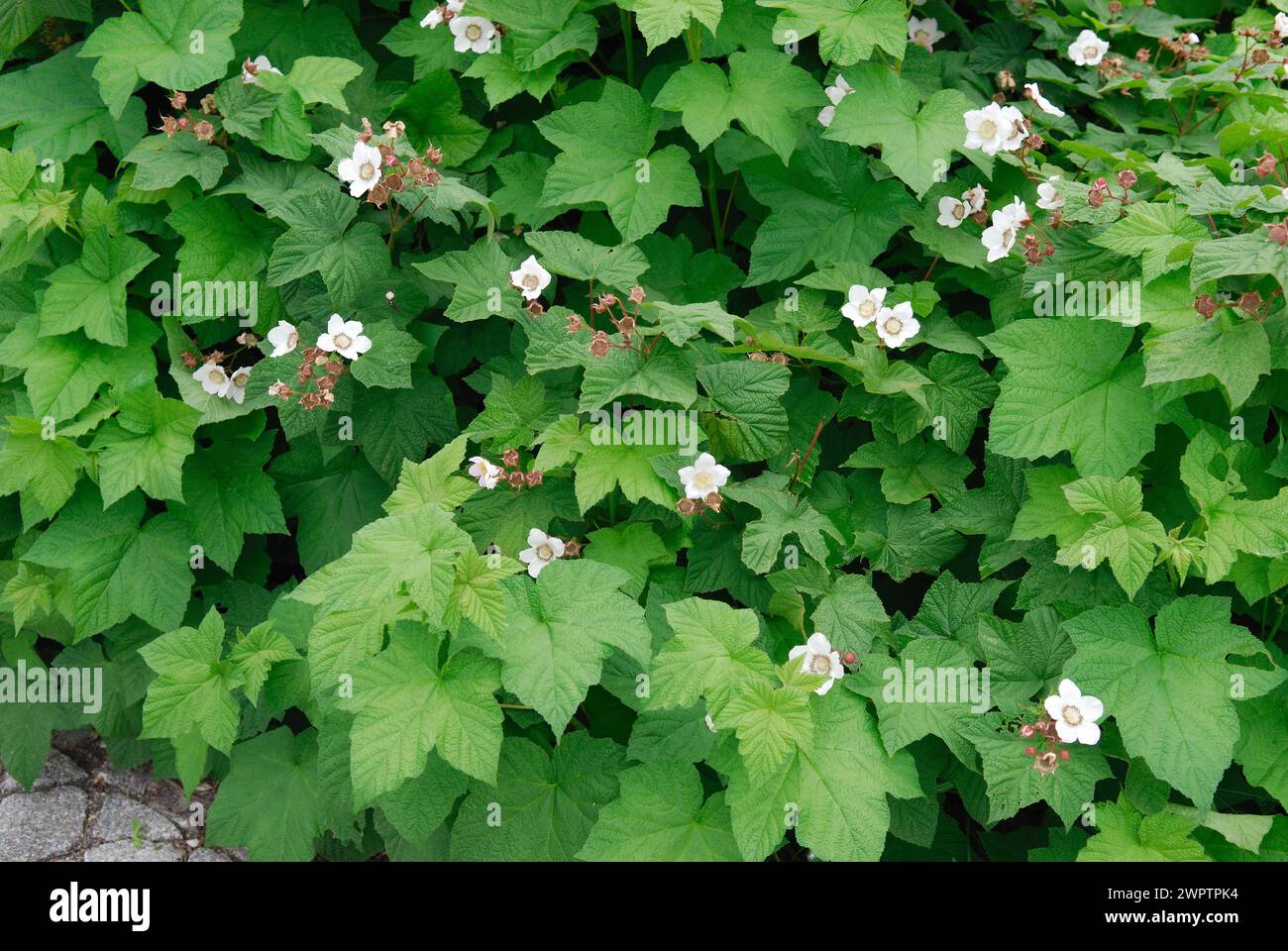 Rubus parviflorus, Federal Garden Show, Gera, Thuringia, Germany Stock Photo
