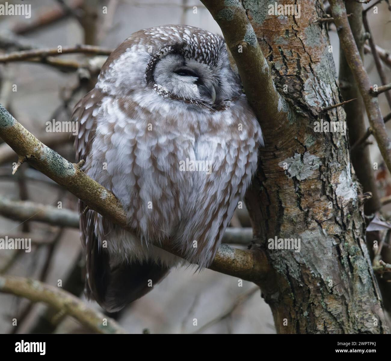 Boreal owl Aegolius funereus sitting on branch with closed eyes Stock Photo