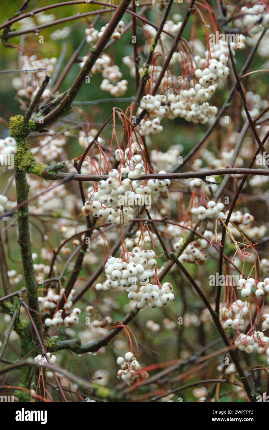 White-fruited mountain ash (Sorbus koehneana) Stock Photo