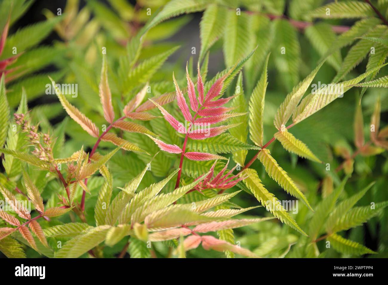 Siberian pinniped (Sorbaria sorbifolia 'Sem') Stock Photo