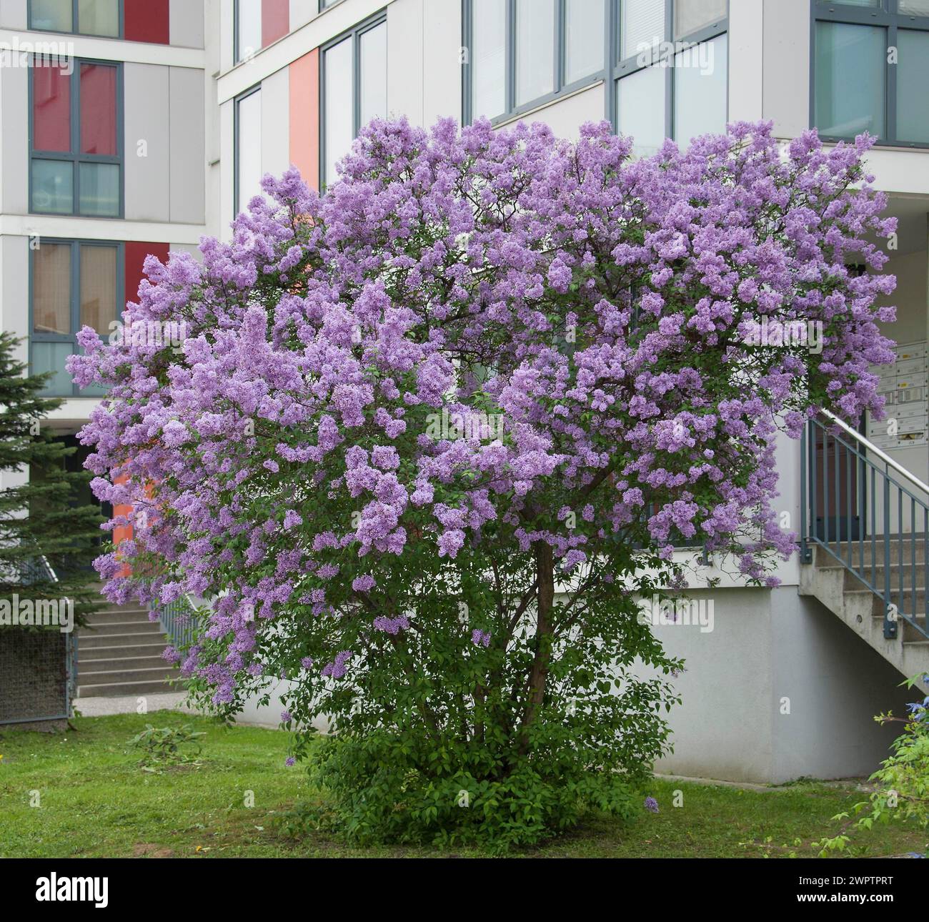 Royal lilac (Syringa x chinensis), Saxony, Germany Stock Photo