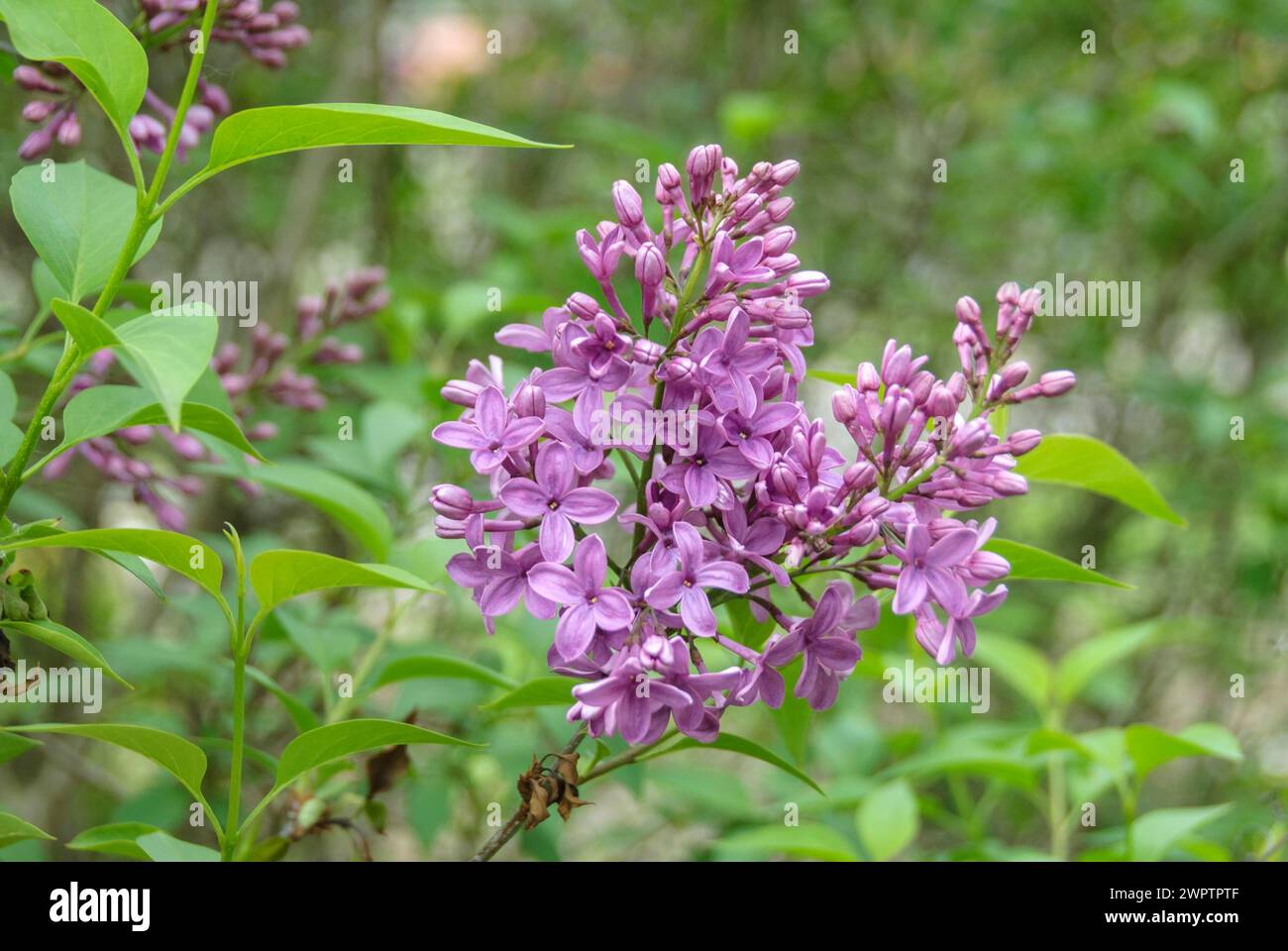 Royal lilac (Syringa x chinensis 'Saugeana'), Saxon State Institute for Agriculture, Saxony, Germany Stock Photo