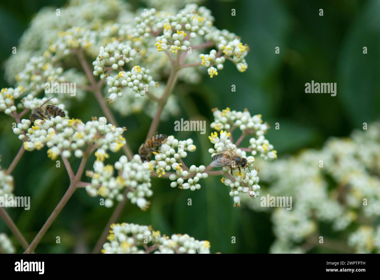Bee on Tetradium flower, tetradium daniellii (Tetradium daniellii var. hupehensis) Stock Photo