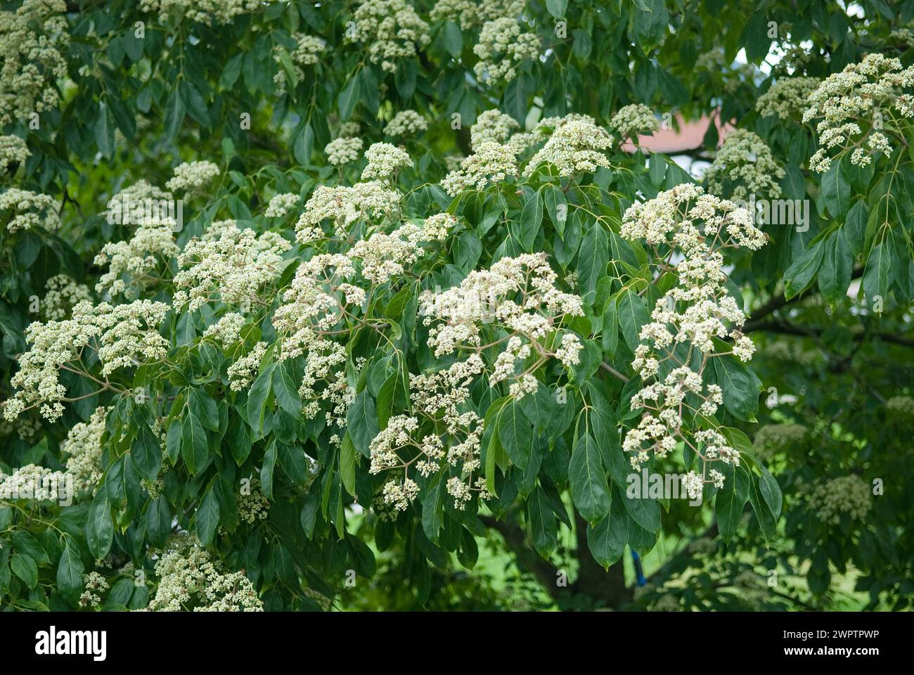Bienem tree (Tetradium daniellii var. hupehensis) Stock Photo