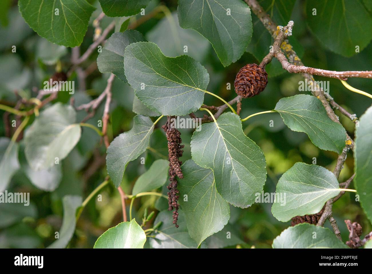 Italian alder (Alnus cordata), Cambridge Botanical Garden, Germany Stock Photo