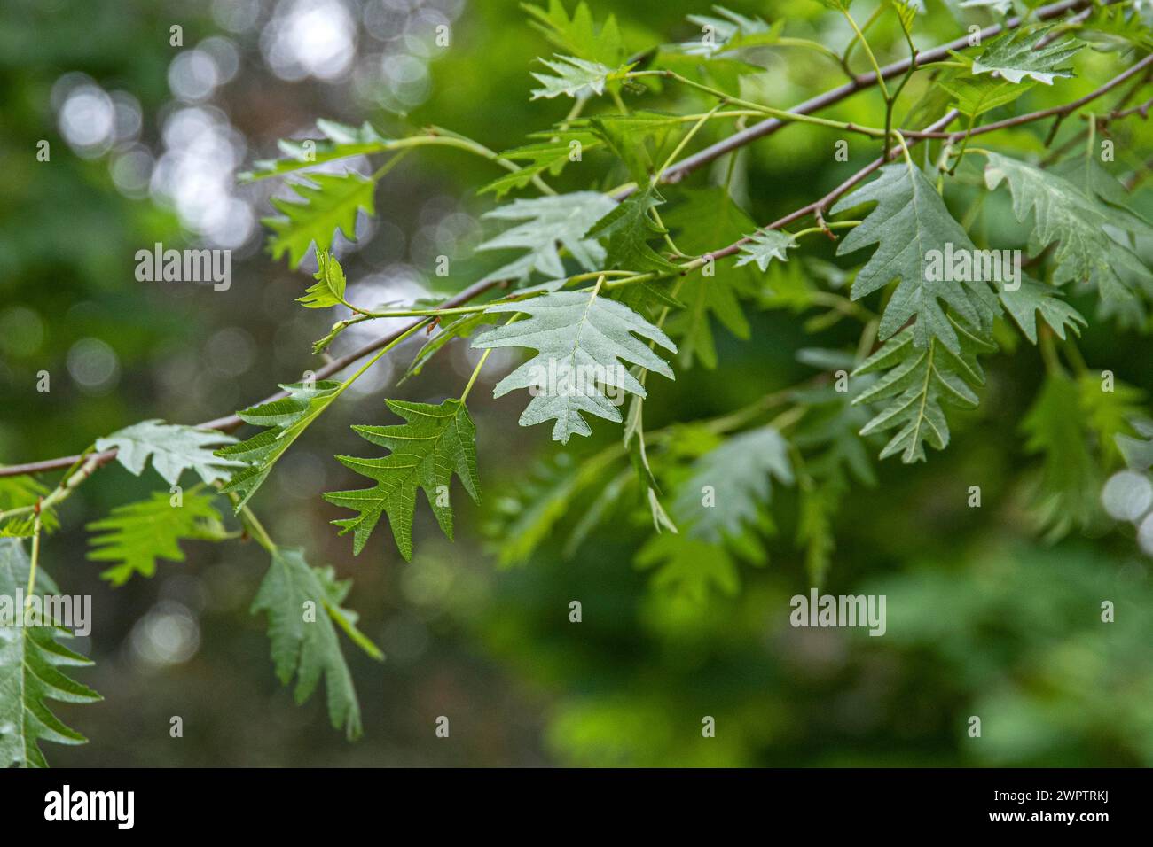Slitleaf black alder (Alnus glutinosa 'Laciniata'), Cambridge
