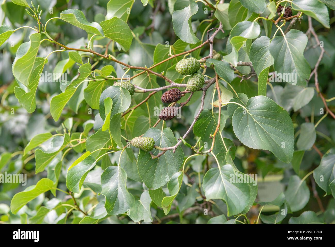 Italian alder (Alnus cordata), Cambridge Botanical Garden, Germany Stock Photo