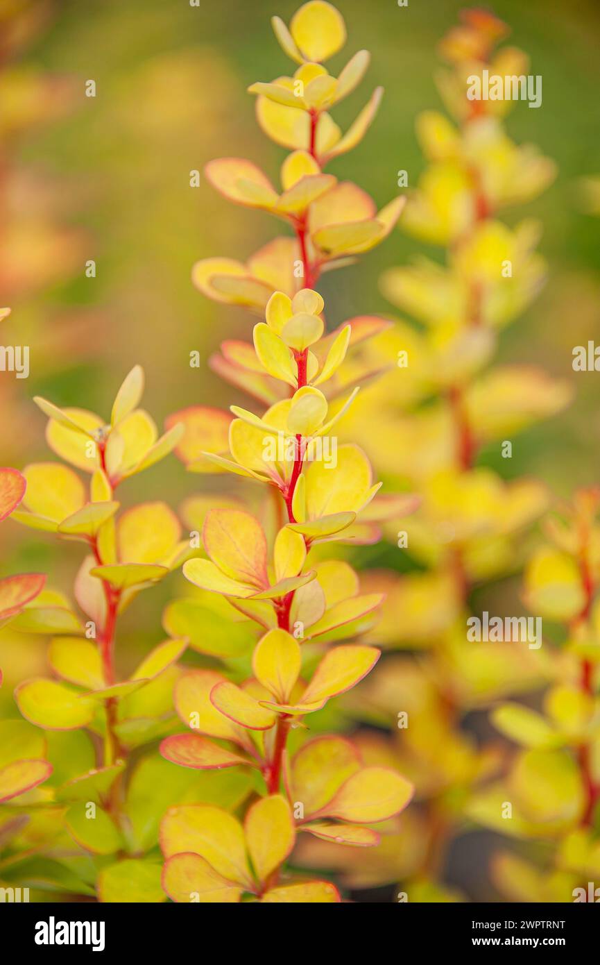 Columnar barberry (Berberis thunbergii 'Golden Torch'), Cambridge ...