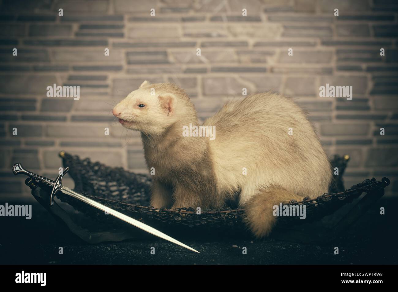 Champagne female ferret indoor posing for portrait in studio Stock ...