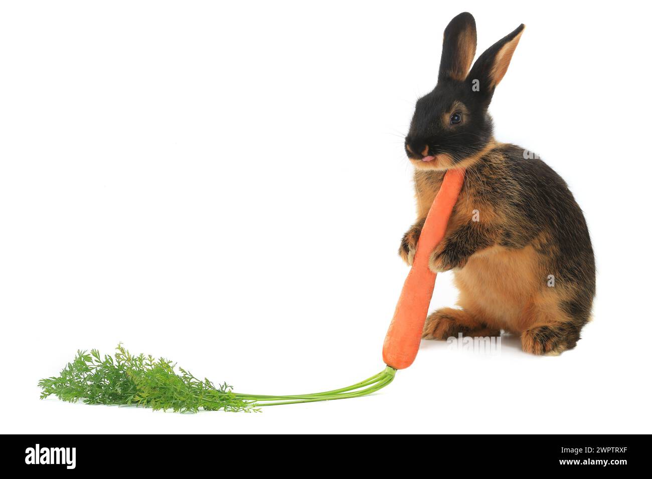 rabbit with a uvula and carrots on a white background Stock Photo
