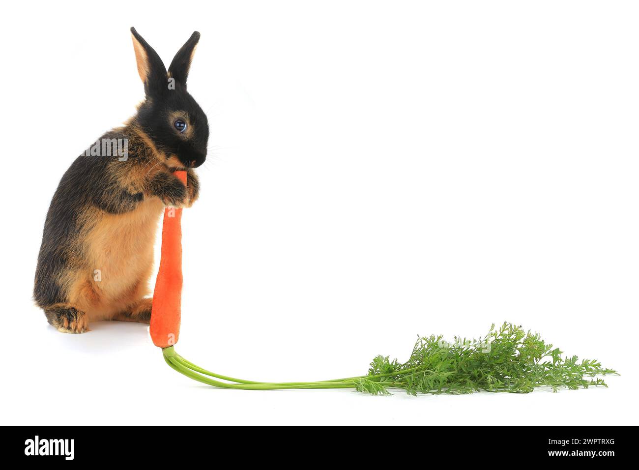 Rabbit with carrot isolated on white background Stock Photo - Alamy