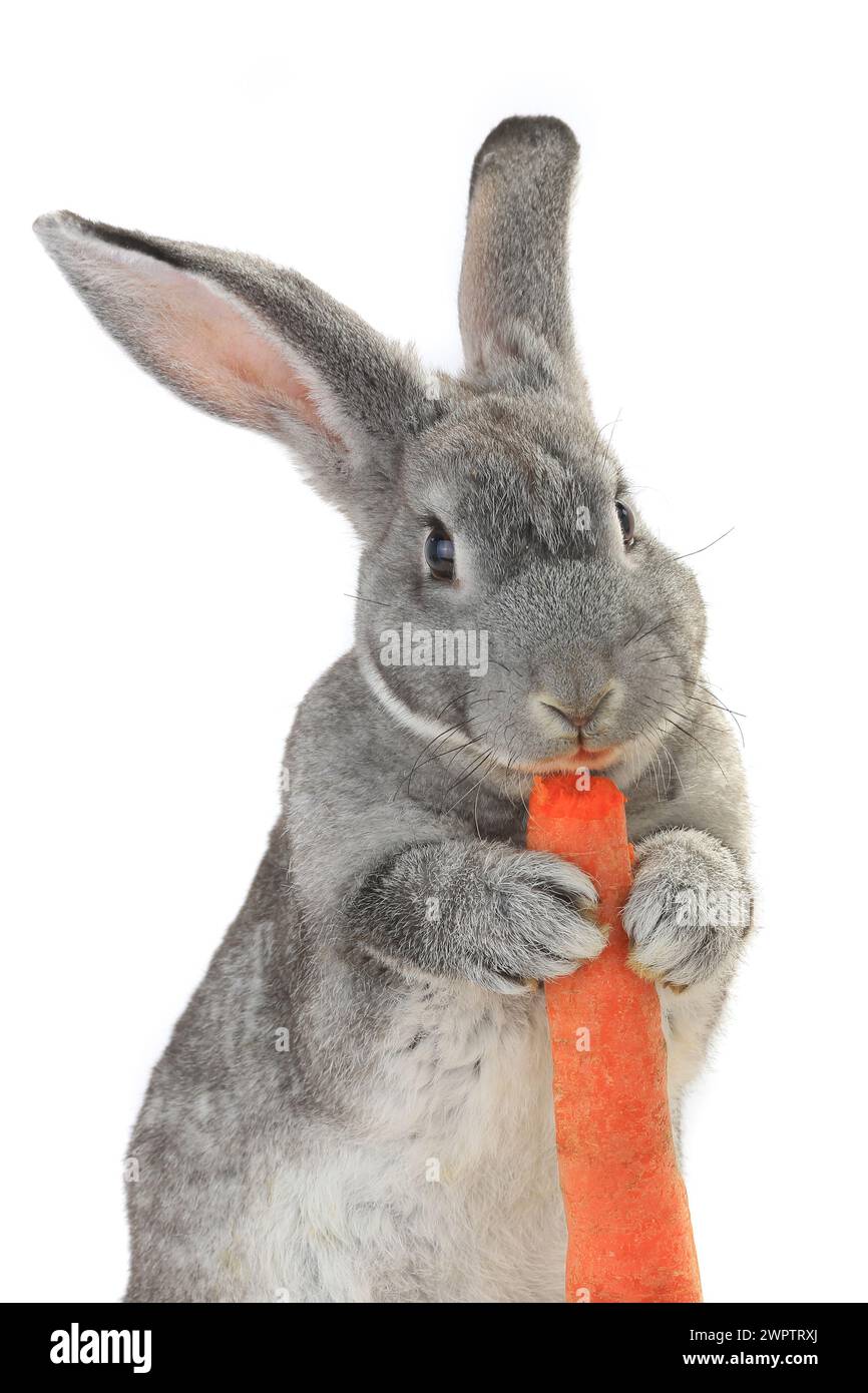 portrait, rabbit with carrot isolated on white background Stock Photo ...