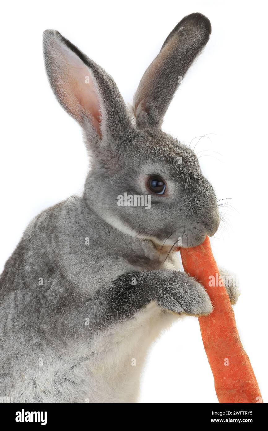 portrait, rabbit with carrot isolated on white background Stock Photo ...