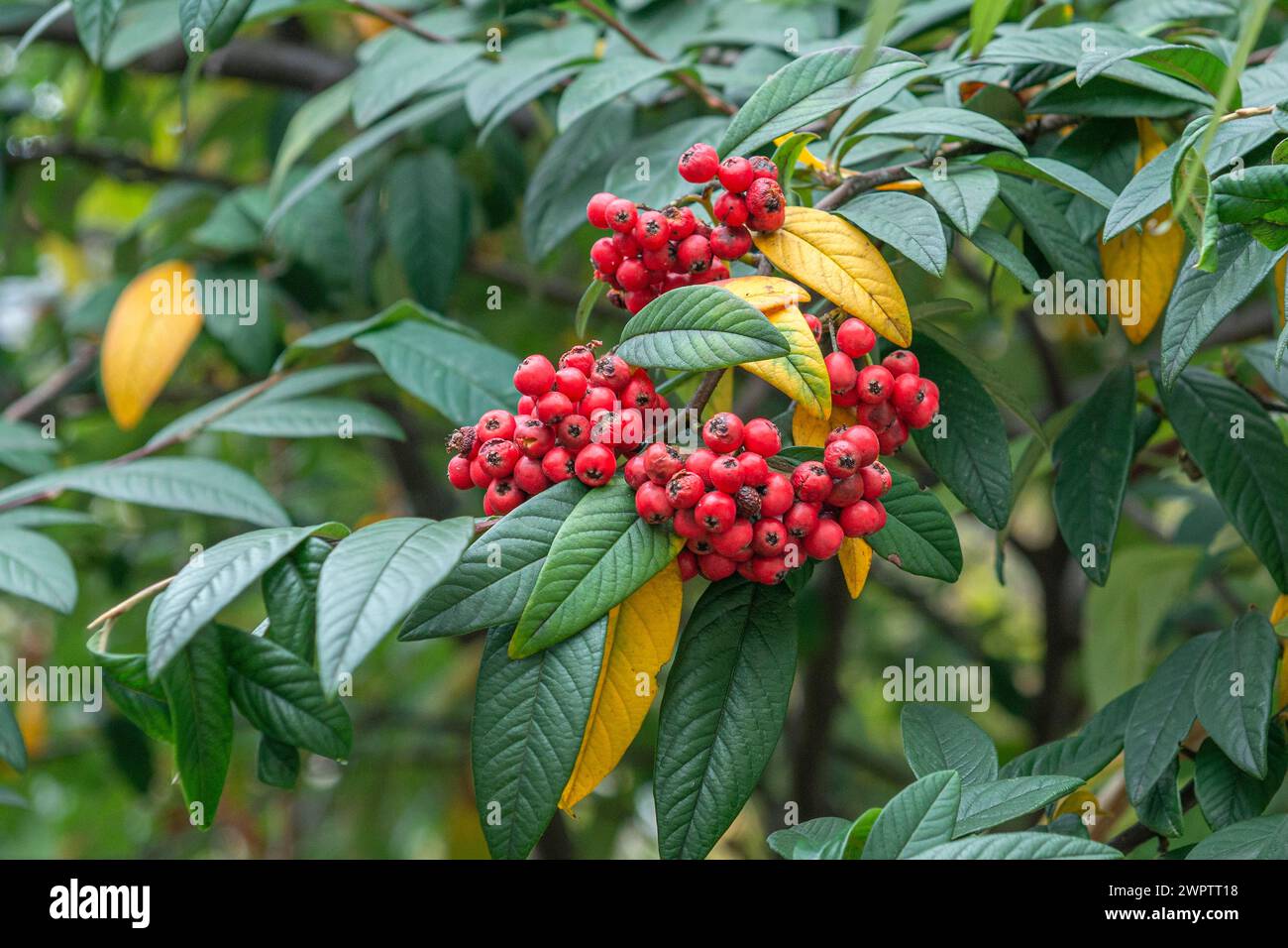 Waterer's cotoneaster (Cotoneaster x watereri 'Cornubia'), Cambridge Botanical Garden, Germany Stock Photo