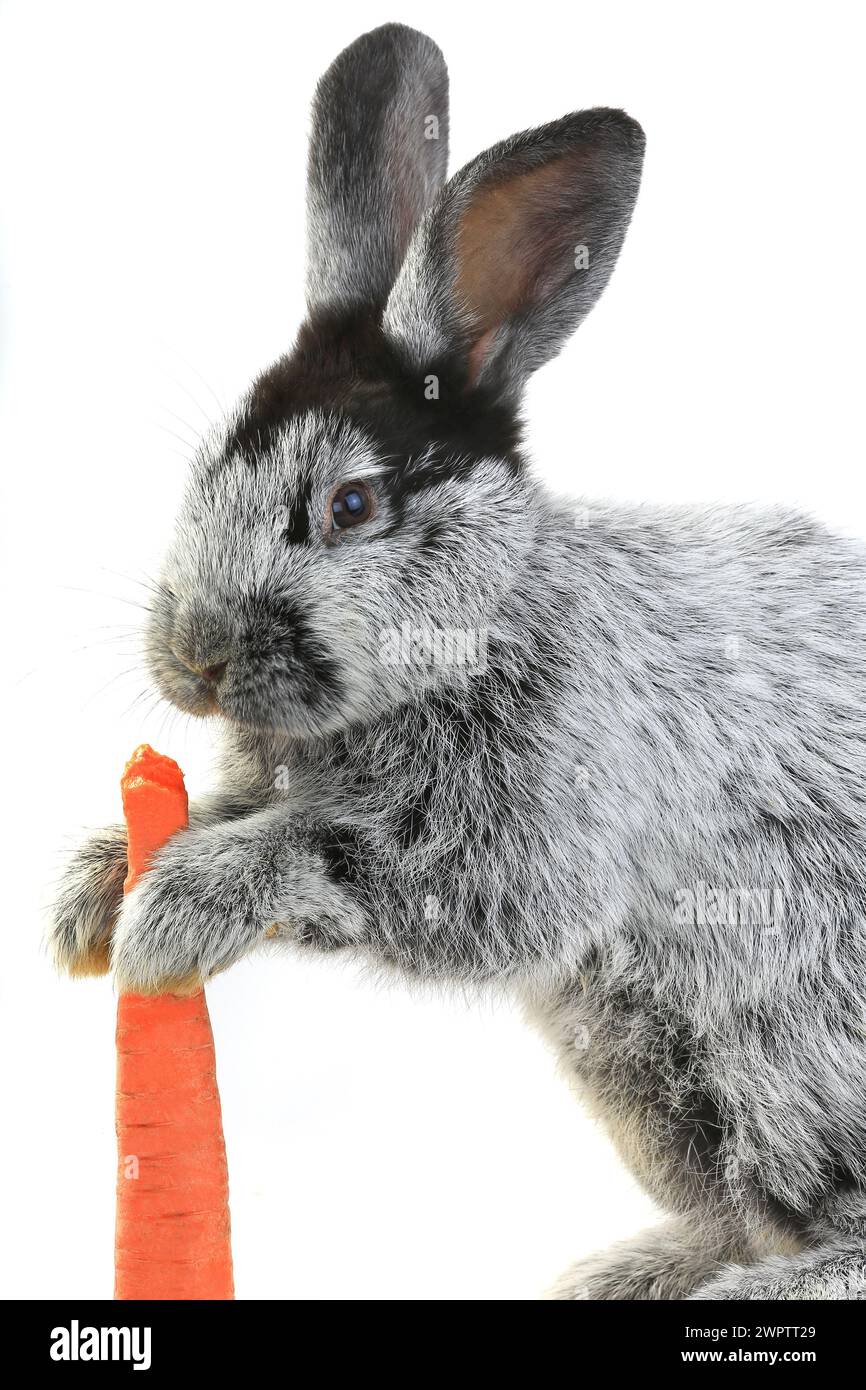 portrait, rabbit with carrot isolated on white background Stock Photo ...