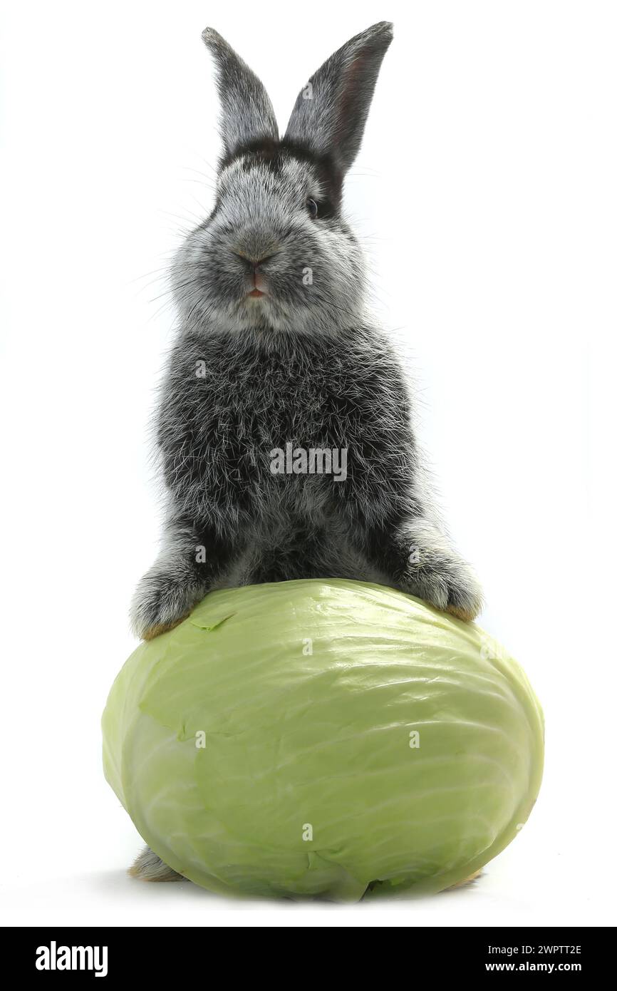 grey rabbit with cabbage on a white background Stock Photo