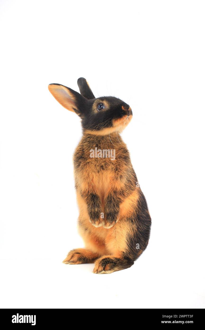 standing rabbit on a white background Stock Photo - Alamy