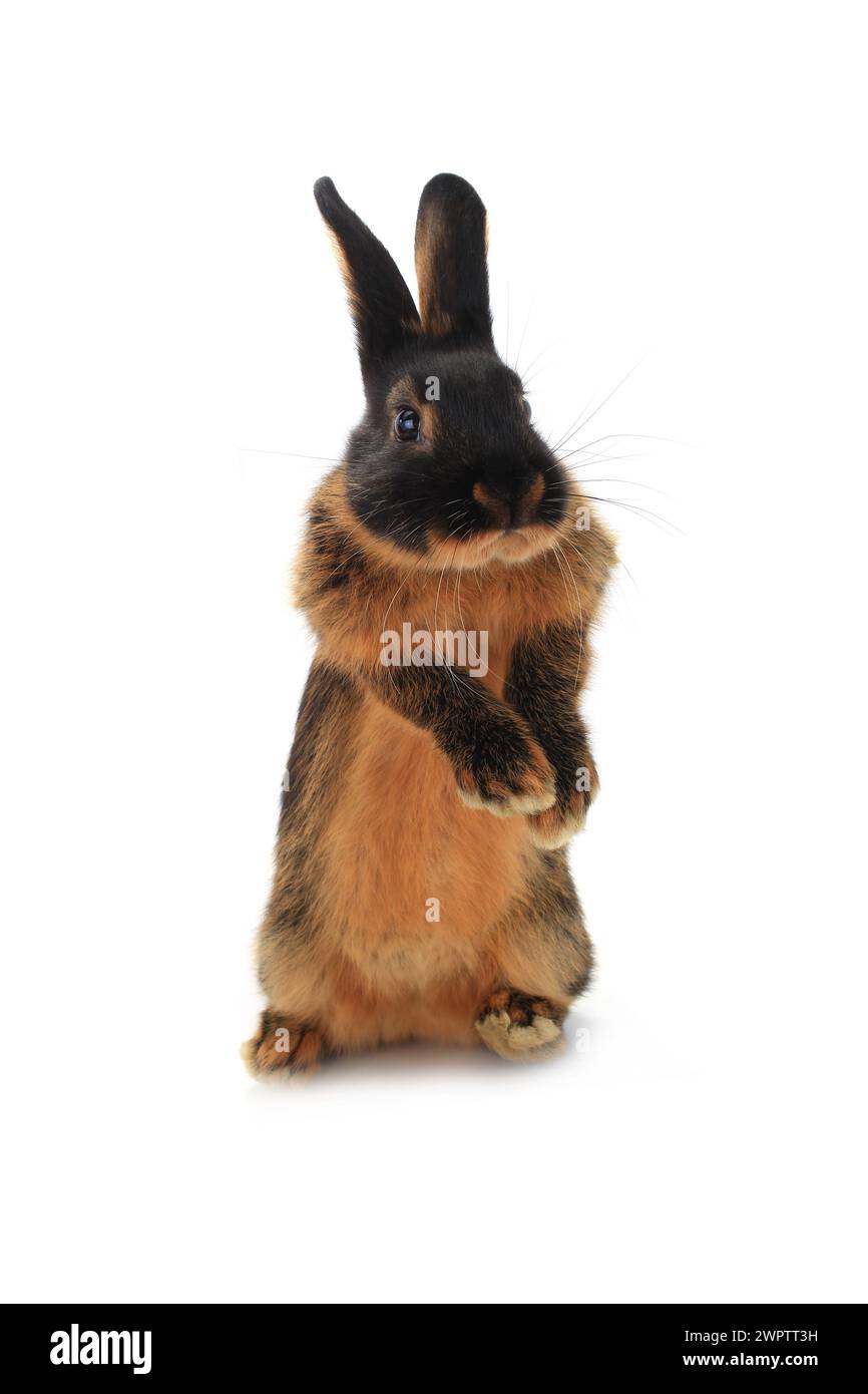 standing rabbit on a white background Stock Photo - Alamy