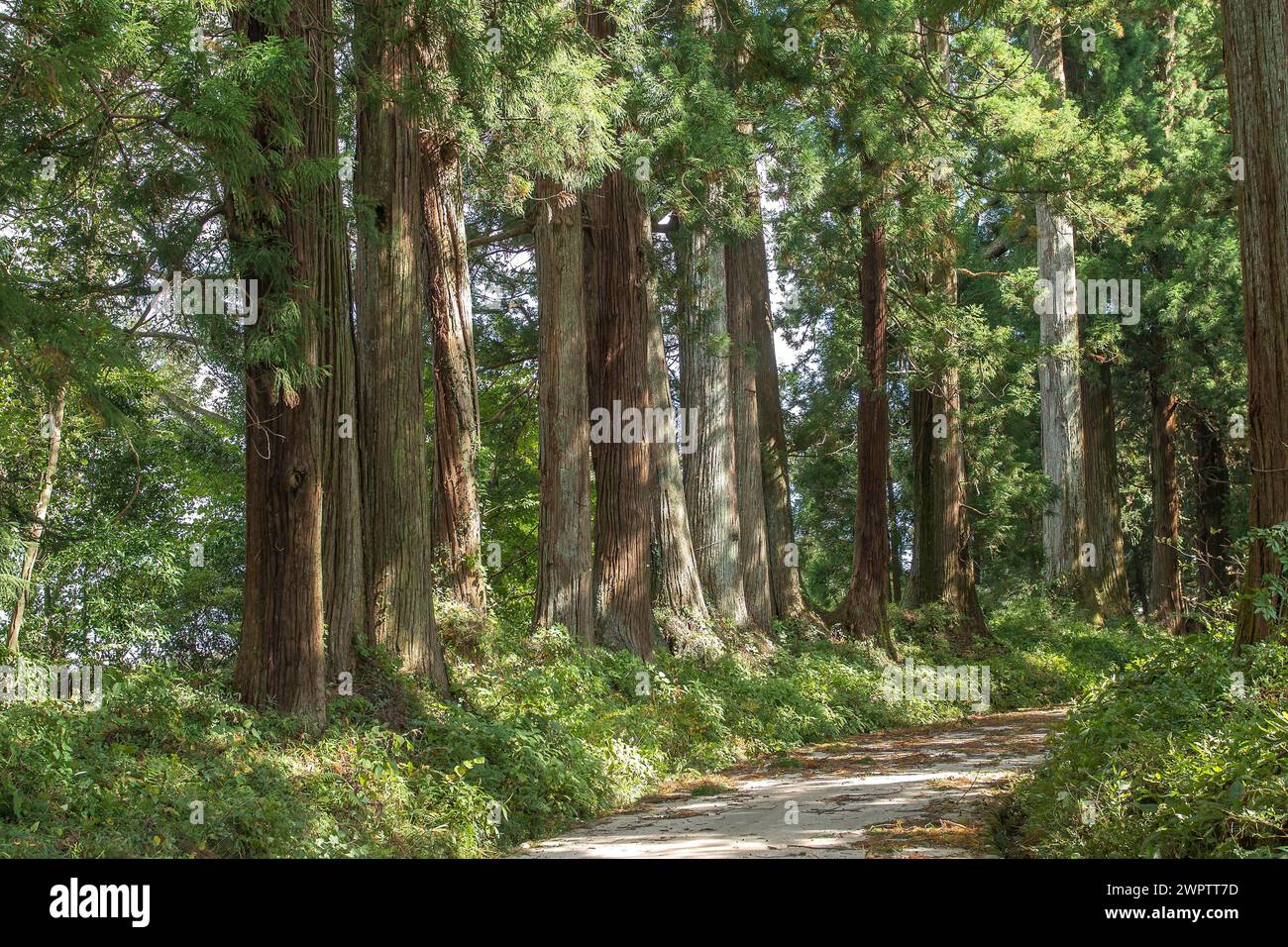 Sugi Avenue, cryptomeria (Cryptomeria japonica), once 37 km long Sugi Avenue from Utsonomiya to Nikko, Cambridge Botanical Garden, Japan Stock Photo