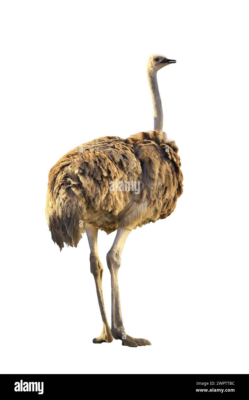 Emu isolated on white background. Stock Photo