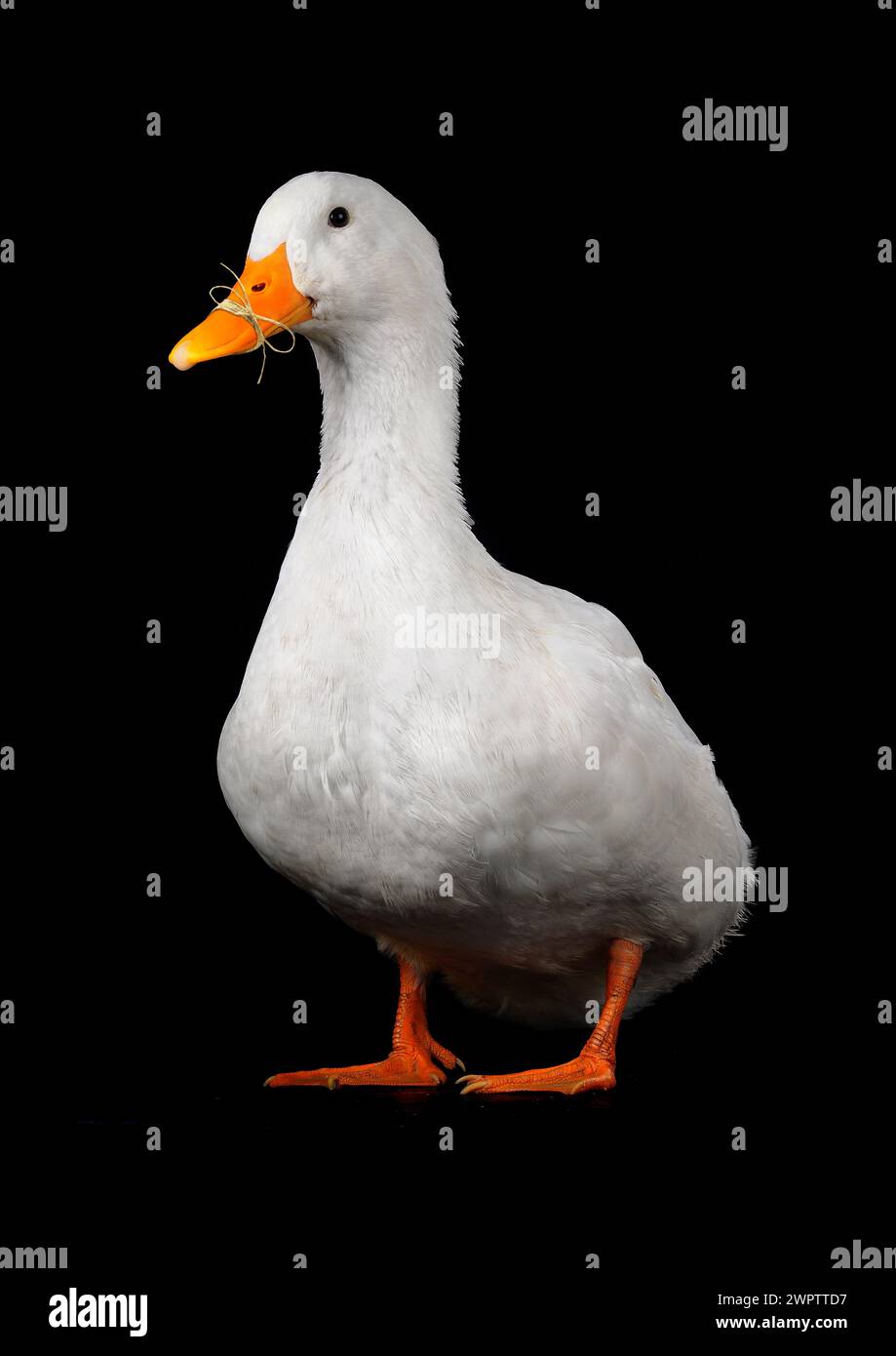 Beak rope hi-res stock photography and images - Alamy