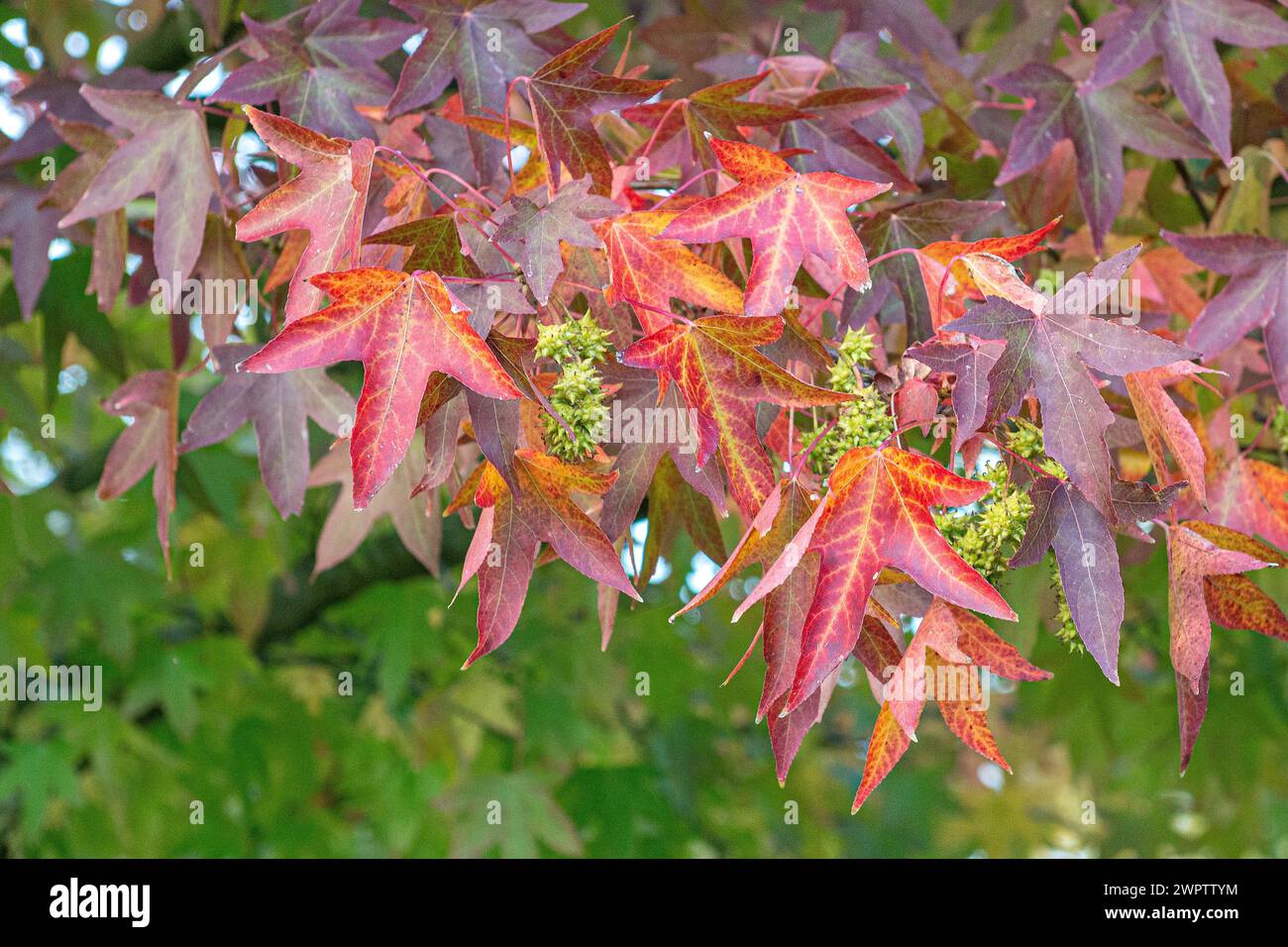 American amber tree (Liquidambar styraciflua 'Worplesdon'), Cambridge