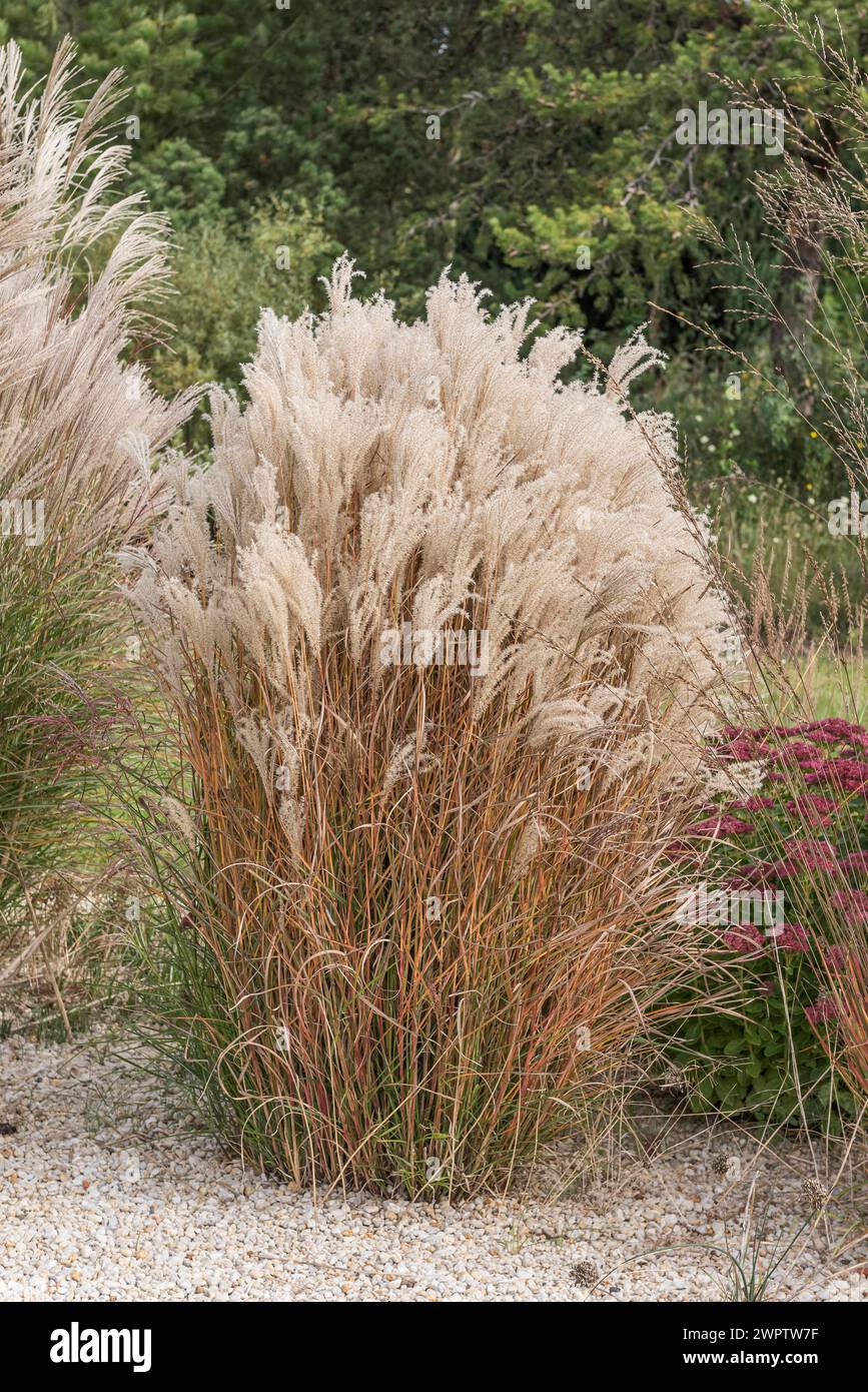 Chinese reed (Miscanthus sinensis 'Kleine Fontaene'), Cambridge Botanical Garden, Germany Stock Photo