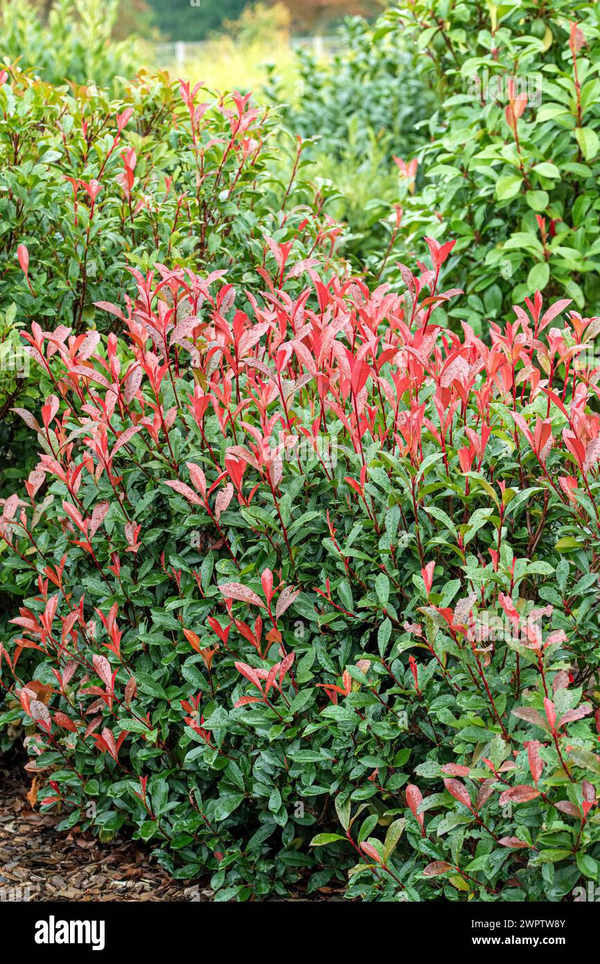 Photinia x fraseri 'Carre Rouge', Cambridge Botanical Garden, Germany ...