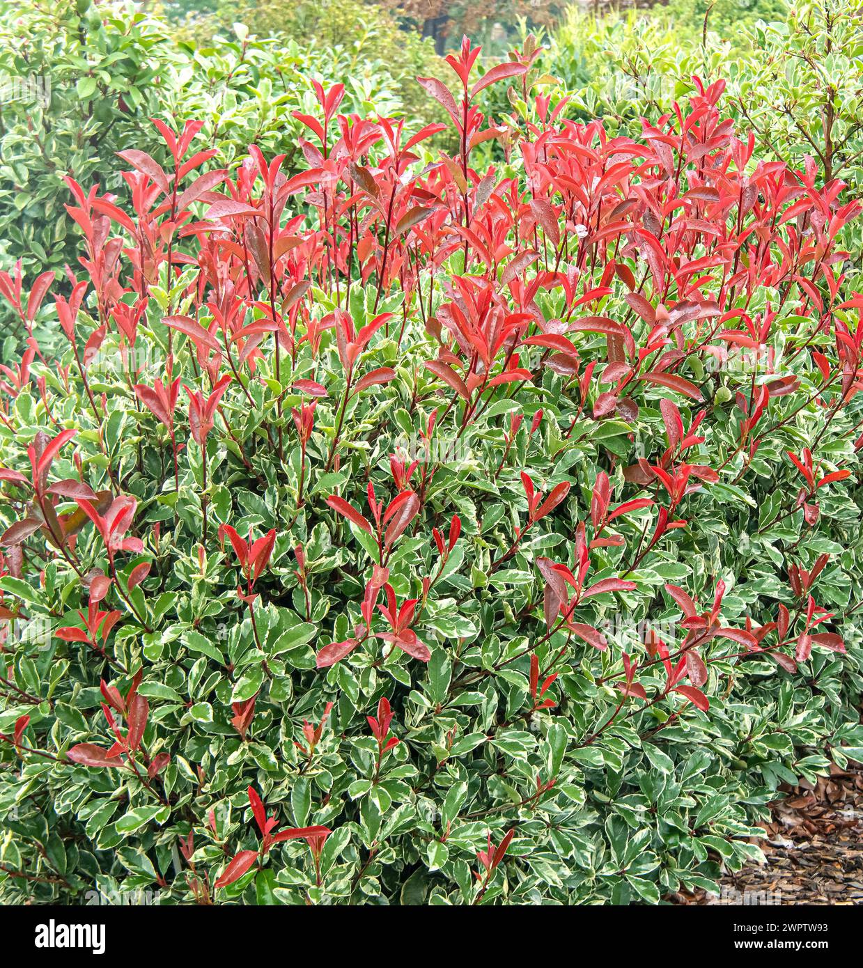 Photinia x fraseri PINK MARBLE, Cambridge Botanical Garden, Germany ...