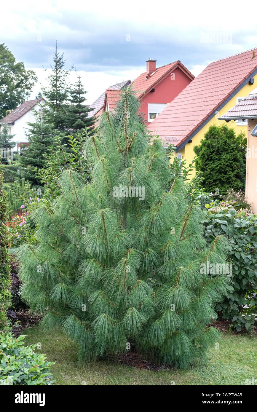 Common weeping pine (Pinus wallichiana), Cambridge Botanical Garden, Germany Stock Photo
