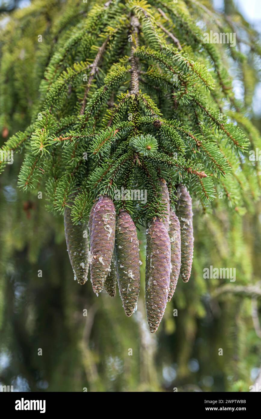 Red spruce (Picea abies), Cambridge Botanical Garden, Germany Stock Photo