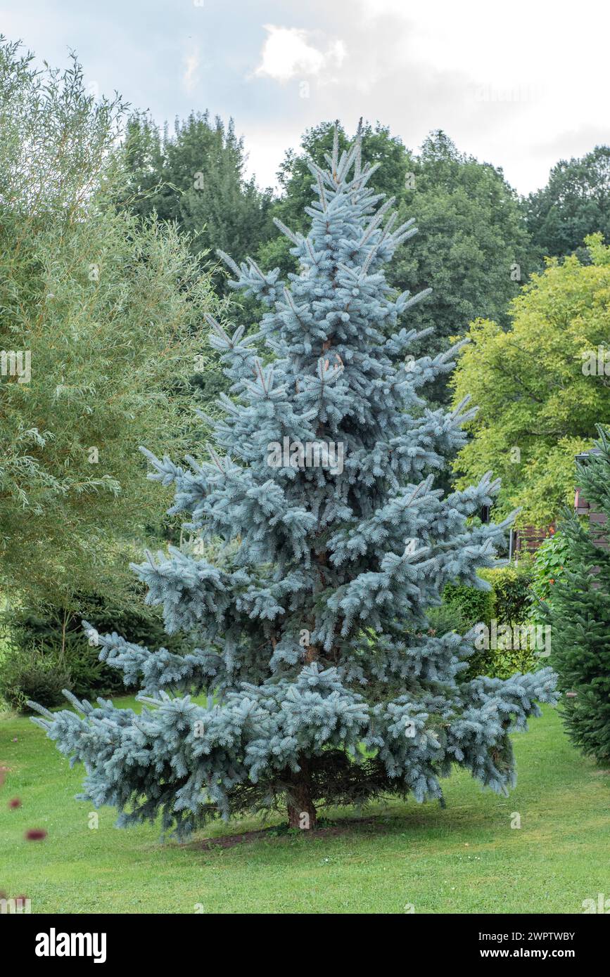 Blue spruce (Picea pungens 'Koster'), Cambridge Botanical Garden, Germany Stock Photo