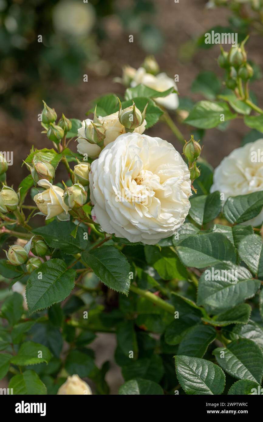 Shrub rose (Rosa ARTEMIS), Cambridge Botanical Garden, Germany Stock Photo