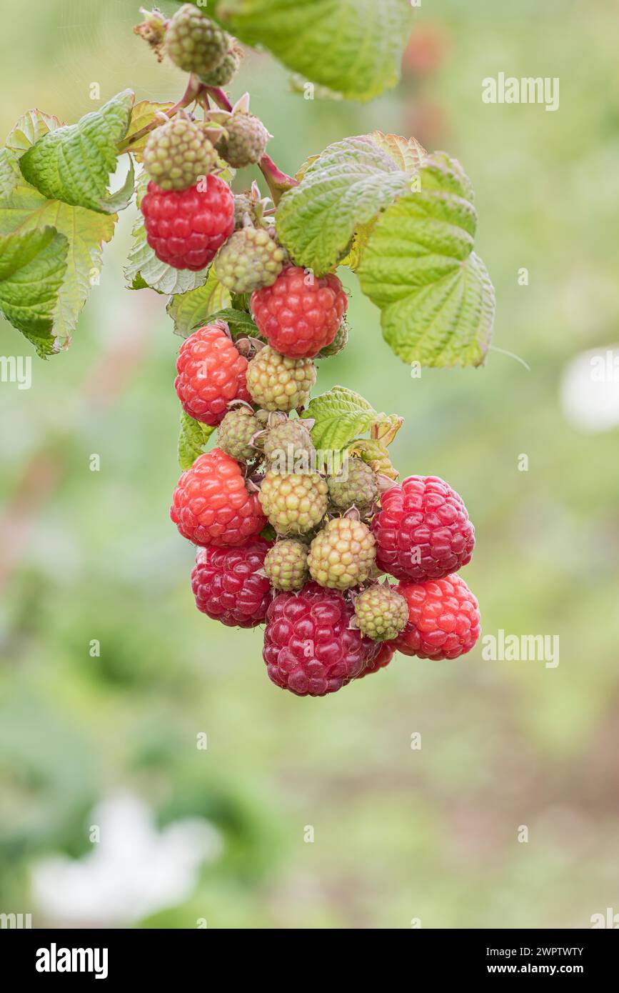 Idaeus Raspberry Rubus idaeus resa hi-res stock photography and images - Alamy