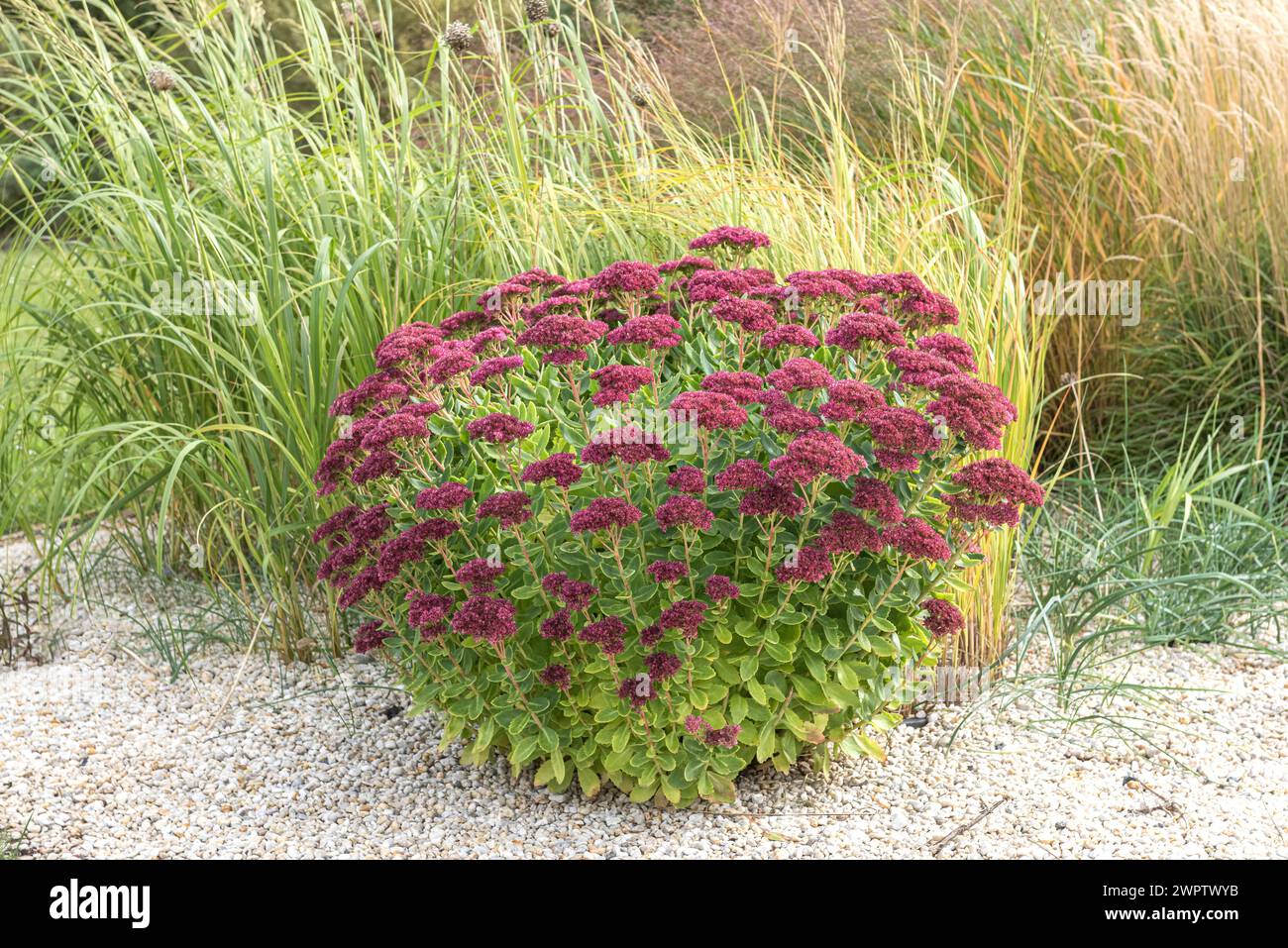 Stonecrop (Sedum 'Herbstfreude'), Cambridge Botanical Garden, Germany Stock Photo