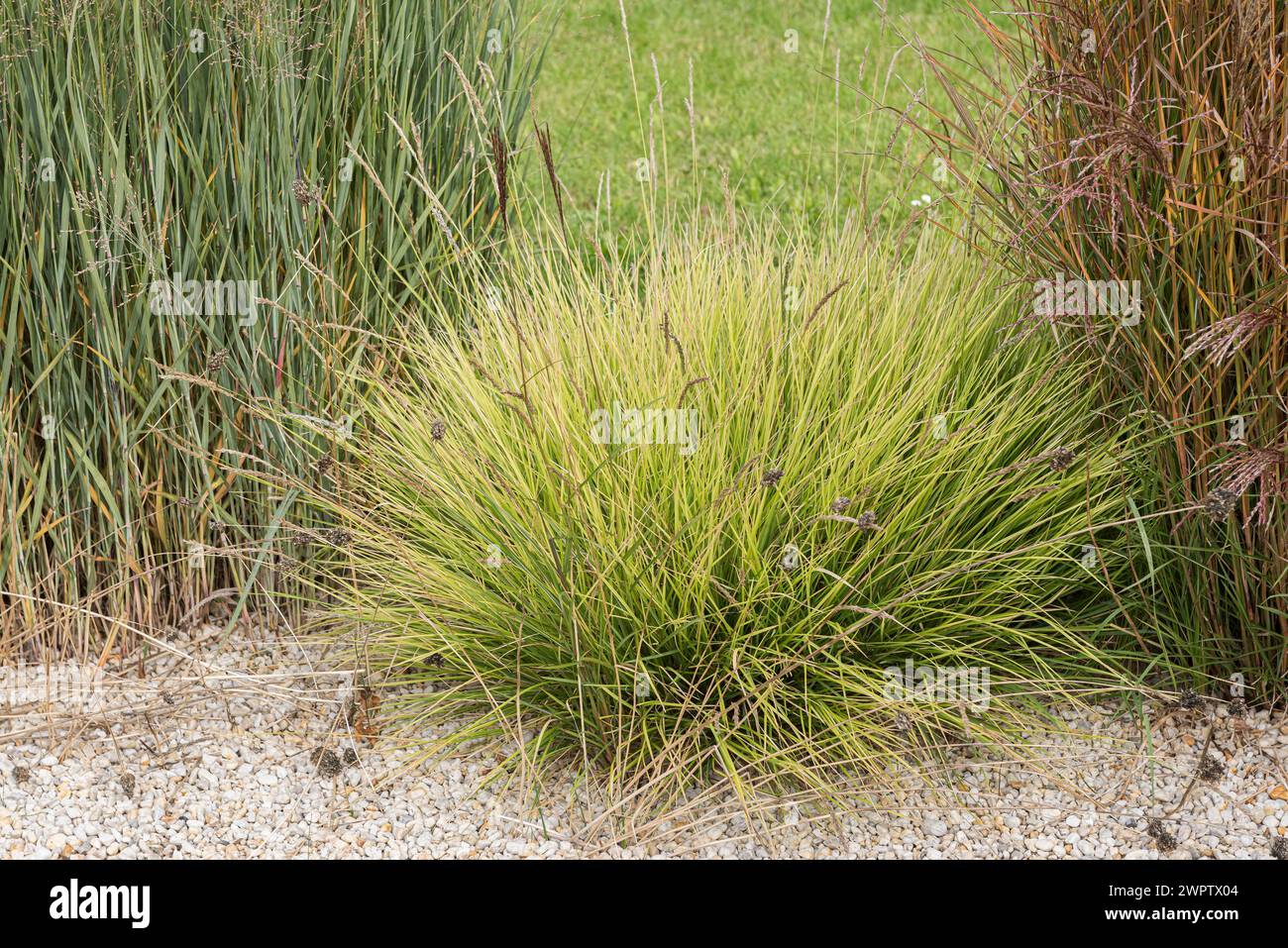 Autumn head grass (Sesleria autumnalis), Cambridge Botanical Garden, Germany Stock Photo