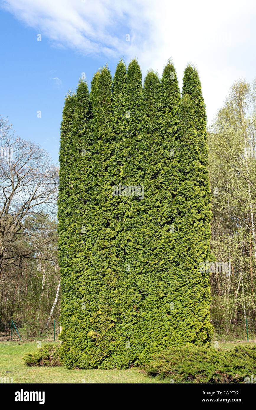 Western arborvitae (Thuja occidentalis 'Columna'), Cambridge Botanical Garden, Germany Stock Photo