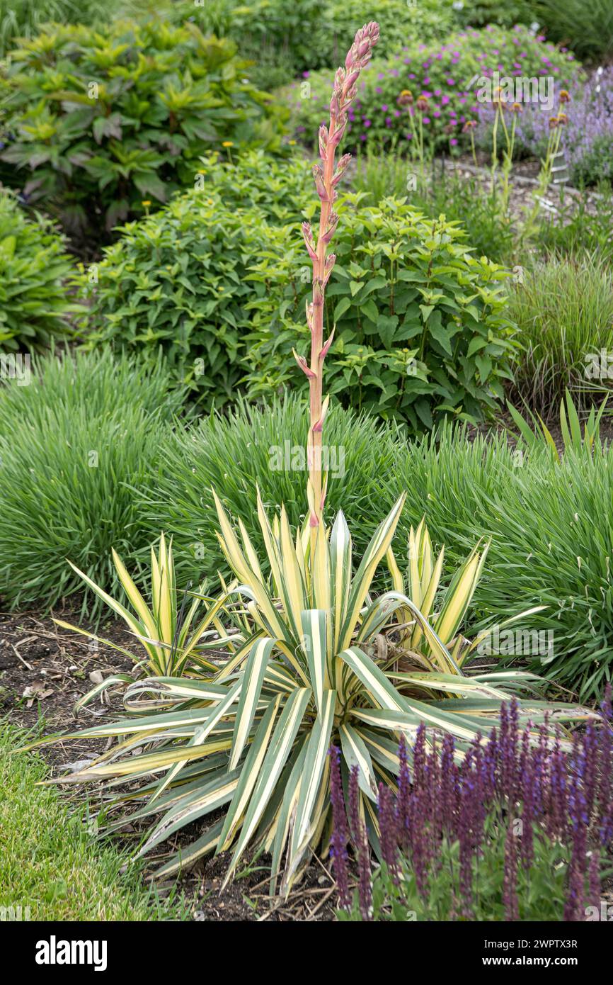 Palm lily (Yucca flaccida 'Golden Sword'), Cambridge Botanical Garden, United States of America Stock Photo