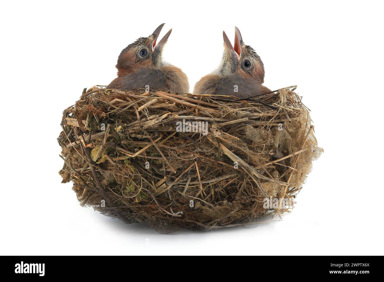 jay's nest with baby birds isolated on a white background Stock Photo