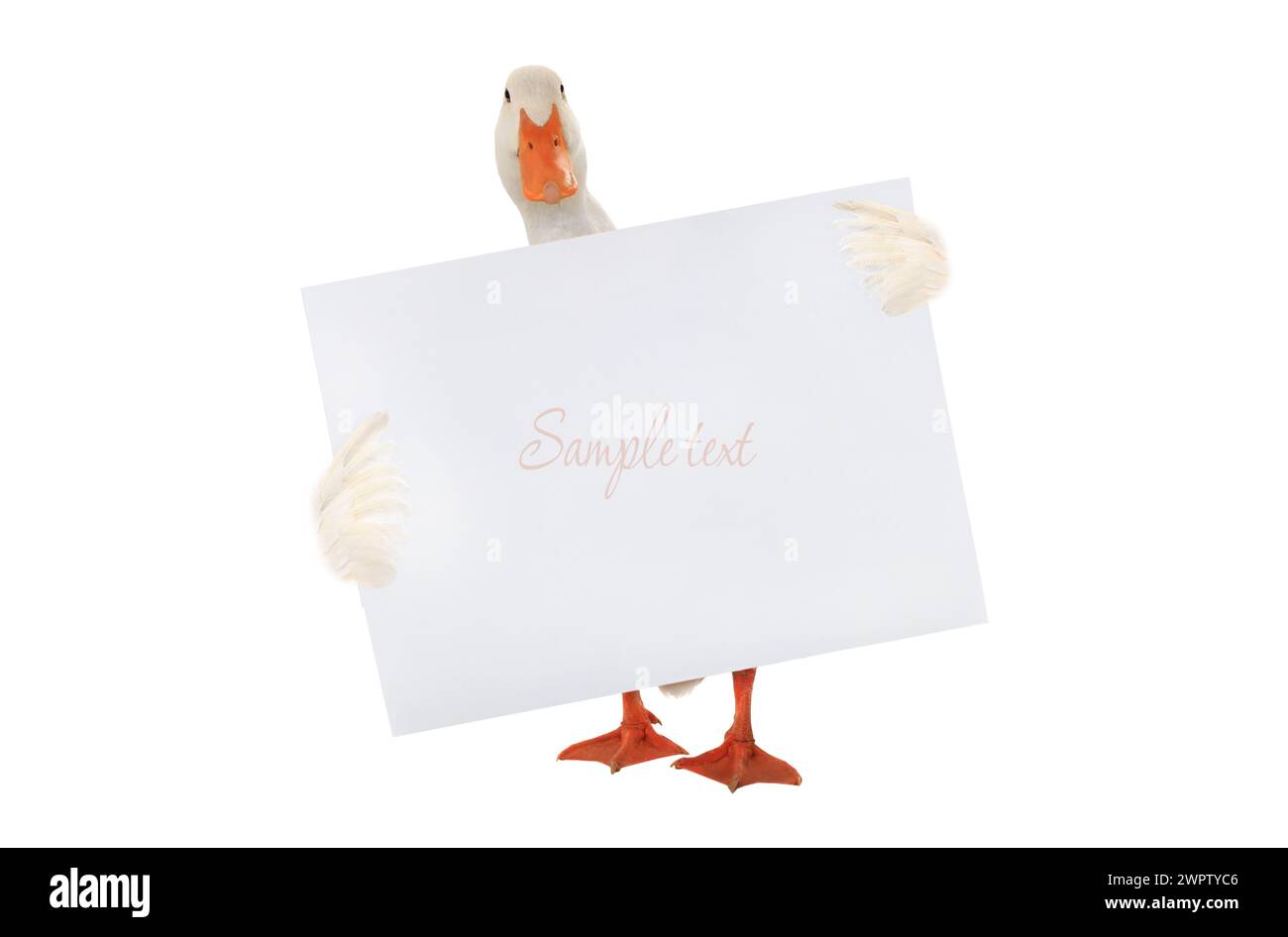 white duck with a leaf for writing of the text Stock Photo - Alamy