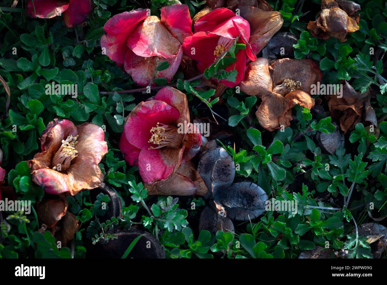 Wilted camellia flowers on the ground Stock Photo
