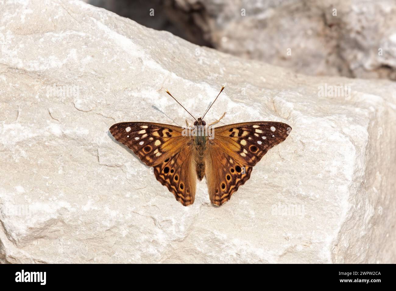 With is wings spread wide open, a hackberry emperor rests on a limestone booulder. Stock Photo