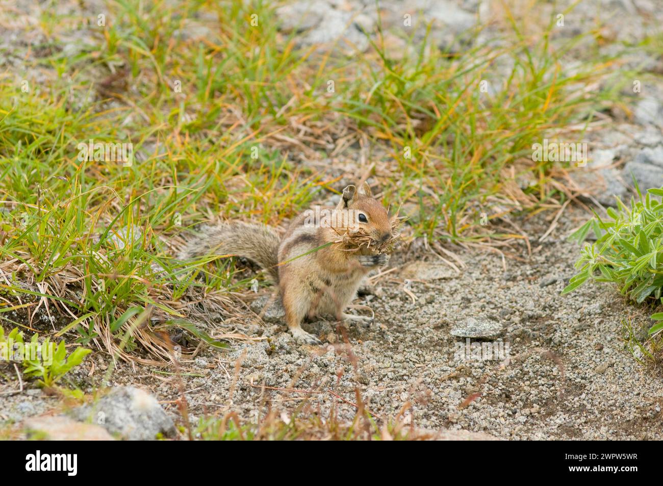 Cascade Golden-Mantled ground squirrel Spermophilus townsendii along