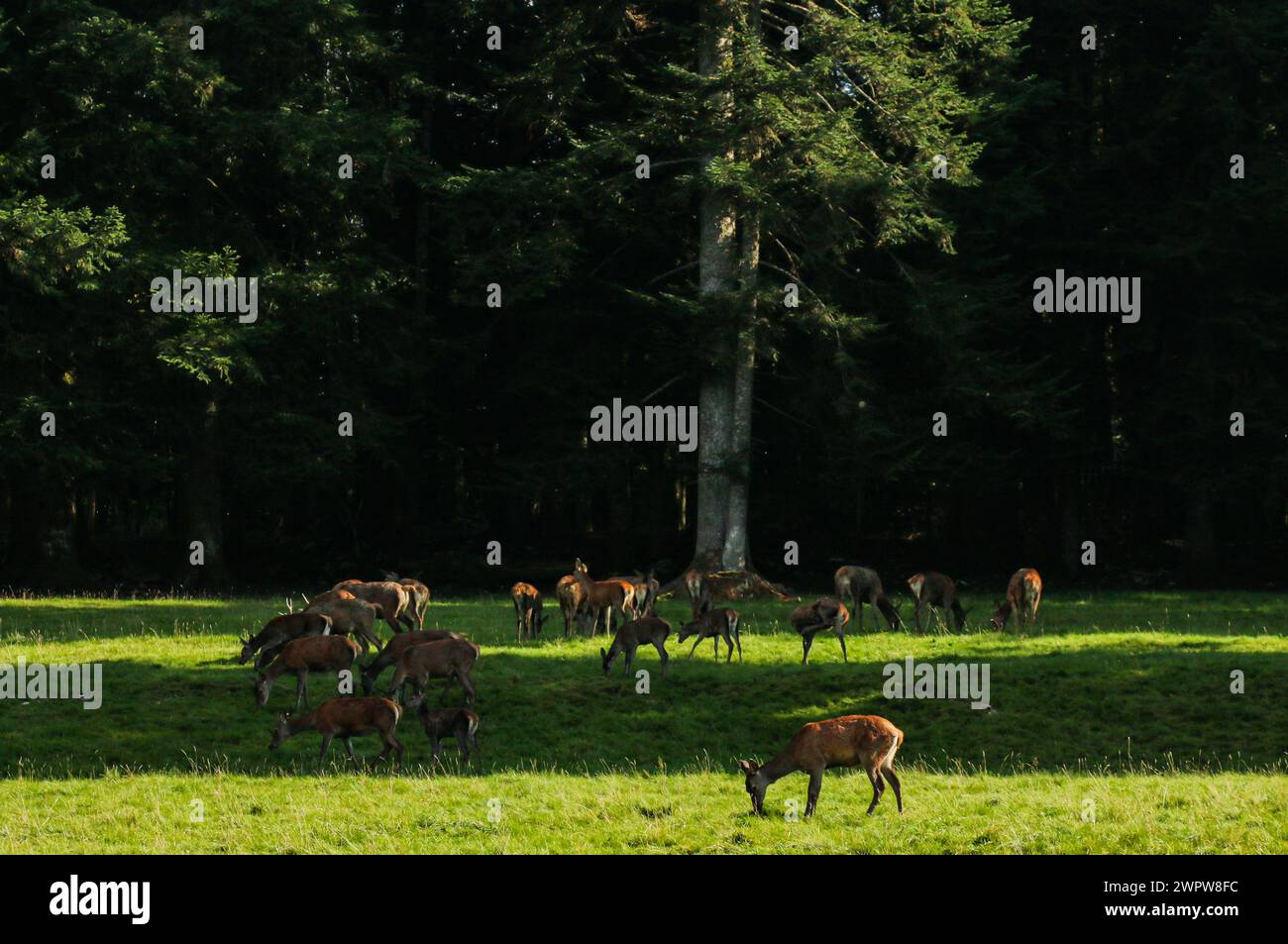 Herd of farmed deers in Franches-Montagnes, a region of the swiss jura Stock Photo