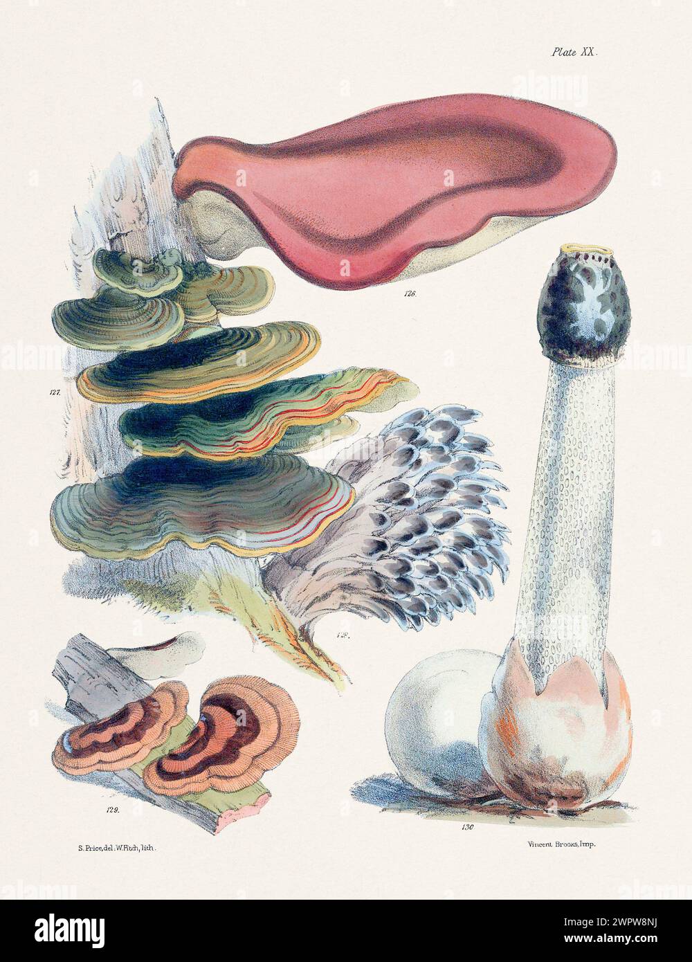 Vintage Mushroom Illustration: Botanical Fungi Art. 126. POLYPORUS HISPIDUS. 127. POLYPORUS VERSICOLOR.  128. POLYPORUS FRONDOSUS. 129. POLYPORUS RADI Stock Photo