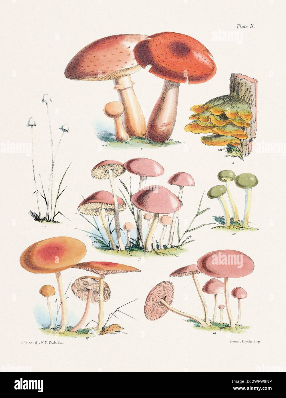 Vintage Mushroom Illustration: Botanical Fungi Art. 7. AGARICUS AUREUS. 8. STEREUM HIRSUTUM. 9. AGARICUS TENUIS. 10. LEOTIA LUBRICA. 11. MARASMIUS ORE Stock Photo